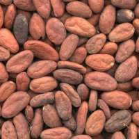 Какао-бобы сорт Криолло отборные